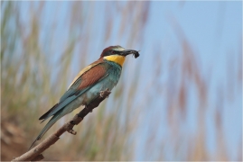 <p>VLHA PESTRÁ (Merops apiaster) střední Čechy ----- /European bee-eater - Bienenfresser/</p>